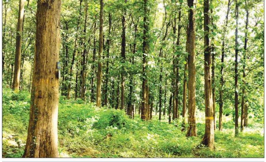 မျှတဆင်ခြင်ထုတ်သုံးလျှင် သစ်တောများ တည်မြဲထာဝစဉ်