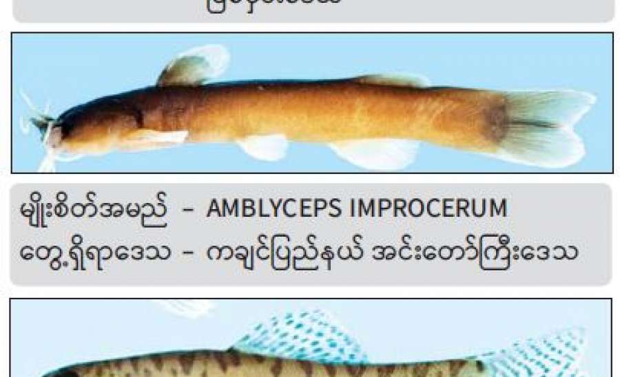 မေးမြူရေး