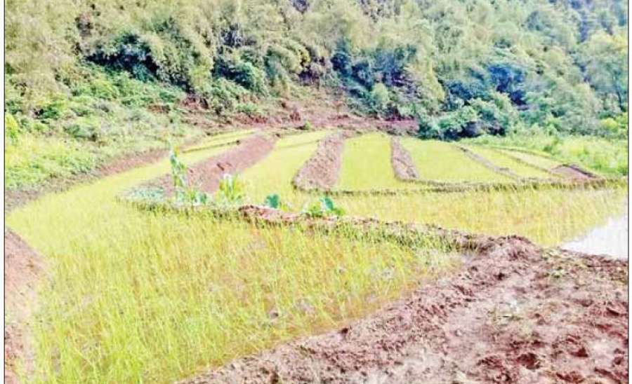 စိုက်ပျိုးရေး