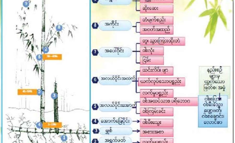 ဝါးအခြေခံစက်မှုလုပ်ငန်းနှင့် ဝါးအချောထည်ထုတ်ကုန်ပစ္စည်းများ ဖွံ့ဖြိုးတိုးတက်ရေးဆီသို့ 