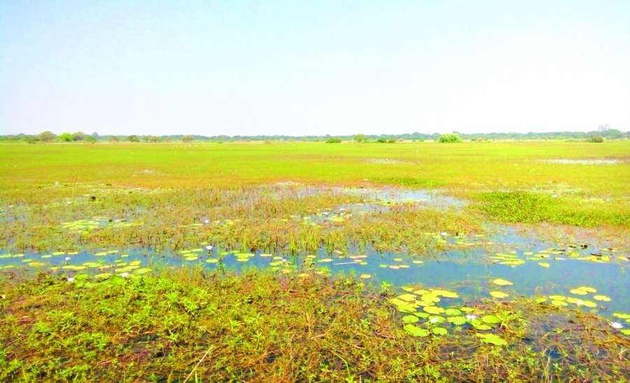 ဆောင်းပါး