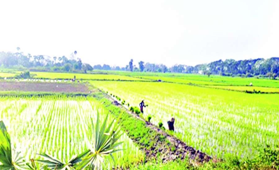 ဆောင်းပါး