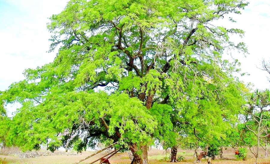 ဆောင်းပါး