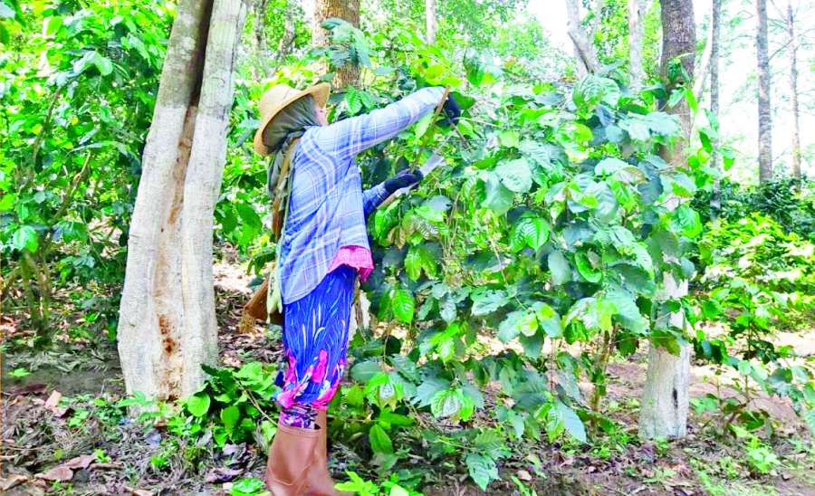 ဆောင်းပါး