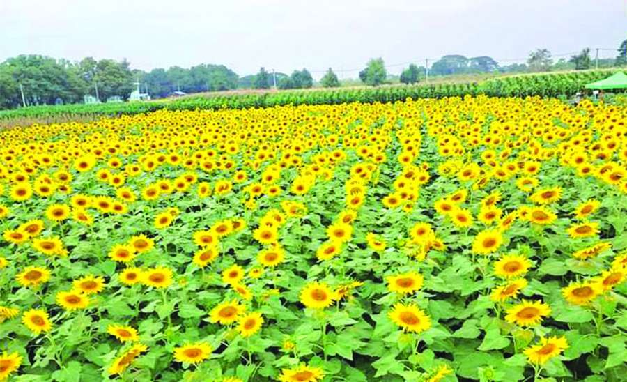 သီးနှံအထွက်နှုန်း မလျော့နည်းစေဖို့ ပေါင်းကို ကာကွယ်နှိမ်နင်းစို့