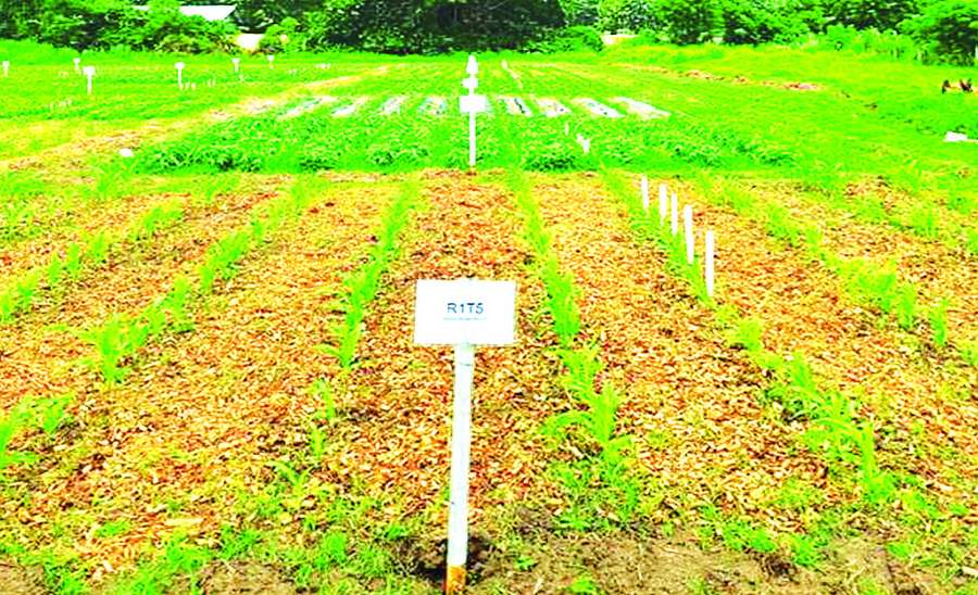 ဂေဟအကျိုးပြု စိုက်ပျိုးနည်းစနစ်ကောင်းများ