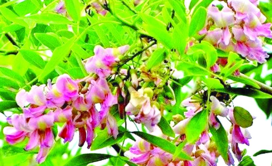 ဆောင်းပါး