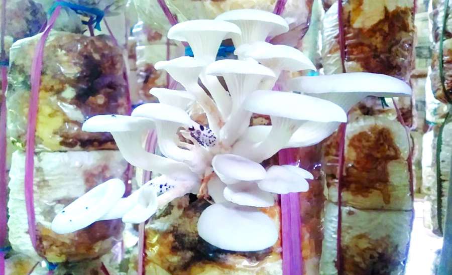 ဝင်ငွေတိုး၍ MSME မြှင့်တင်ဖို့ မှိုကို စိုက်ပျိုးကြပါစို့