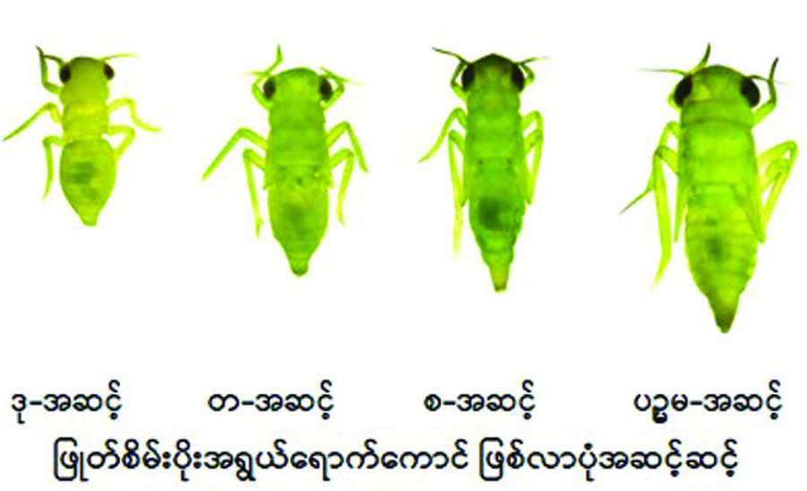 ဆောင်းပါး