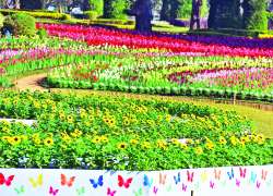 ရောင်စုံပန်းတွေ ဖူးပွင့်တော့မည့် ပြည်ထောင်စုသွေးချင်းတို့မြေ တို့မျှော်နေ …