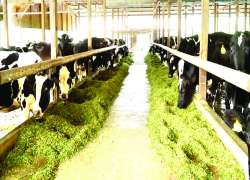 ဆောင်းပါး