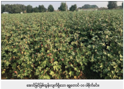 ဆောင်းပါး
