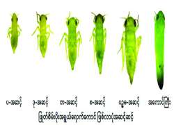 ဆောင်းပါး