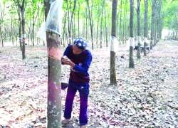 ဆောင်းပါး
