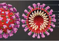 ကိုဗစ်-၁၉ အကြောင်း သိကောင်းစရာများ