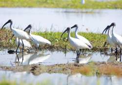 ဆောင်းခိုငှက်တို့ဝင်ရောက်ချိန် ကာကွယ်ထိန်းသိမ်းရန်လို