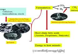 ဆောင်းပါး