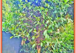 နိုင်ငံတော်ရွှေသီးဖို့ လိုက်ဘရီကာကော်ဖီ စီးပွားဖြစ်စိုက်ပျိုးကြပါစို့