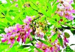 ဆောင်းပါး