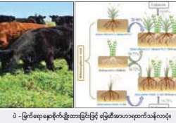 ဆောင်းပါး