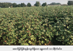 ဆောင်းပါး