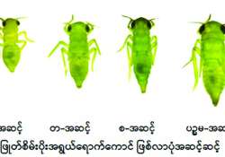 ဆောင်းပါး