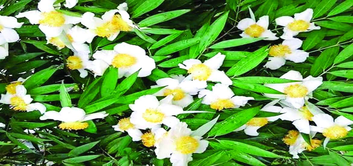 မိဿရာသီခါသင်္ကြန်နှင့် တော်ဝင်ပန်းကံ့ကော်