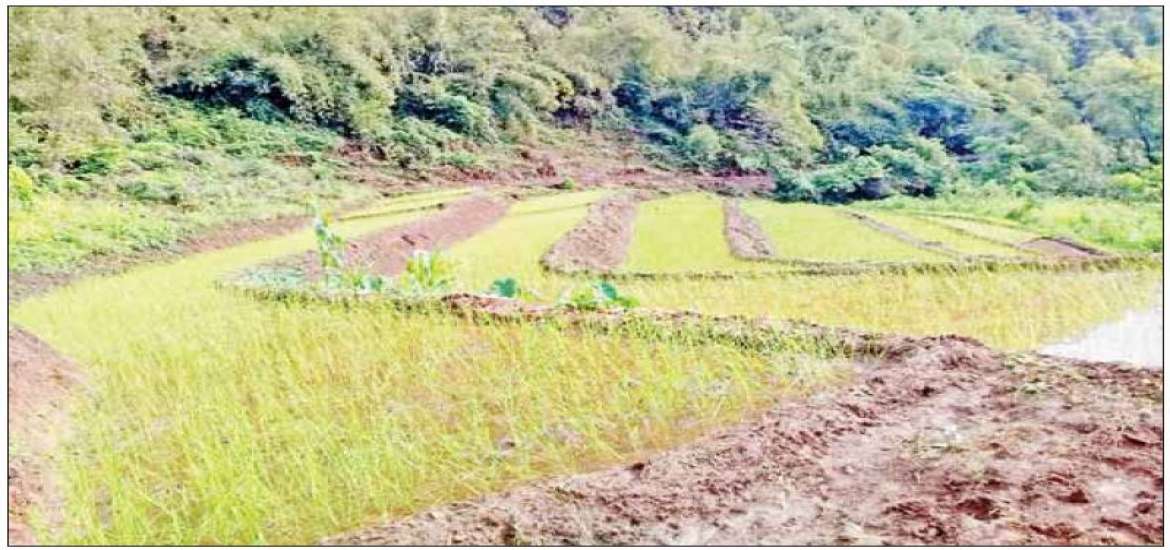 စိုက်ပျိုးရေး