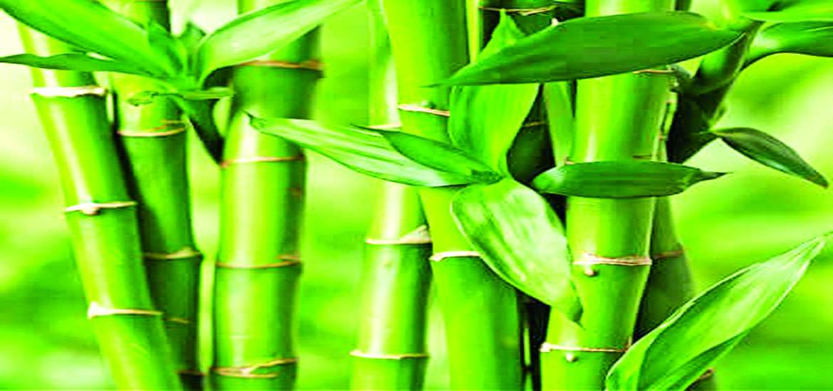 ဆောင်းပါး