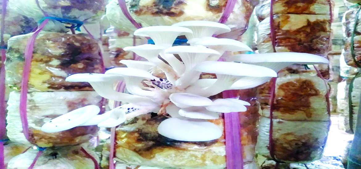 ဝင်ငွေတိုး၍ MSME မြှင့်တင်ဖို့ မှိုကို စိုက်ပျိုးကြပါစို့