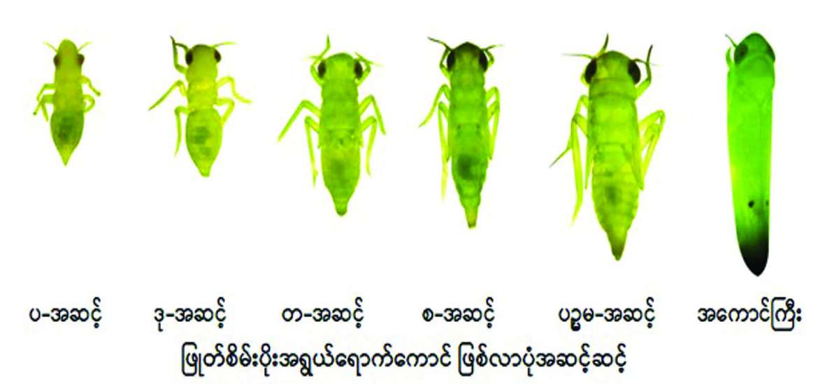 ဆောင်းပါး